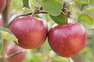 malus d. 'sterappel' ('r.r.etoilé/rote stern.) HOOGST BW (8/10)