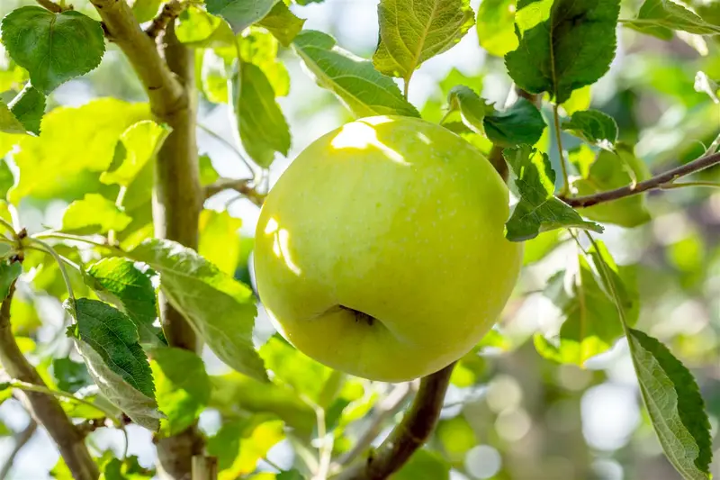 Malus d. 'Transparente de Lesdain' (rgf) STRUIK   BW