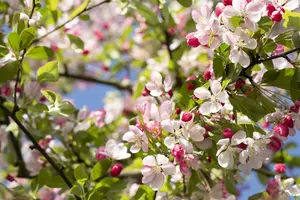 Malus floribunda 10/12 HO C