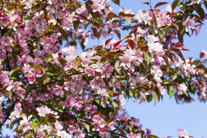 Malus floribunda 10/12 HO C - afbeelding 3