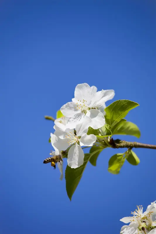 Malus hybr. 'Butterball' 10/12 HO BW - afbeelding 1