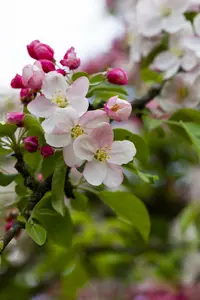 Malus hybr. 'Butterball' 6/ 8 HO BW - afbeelding 5