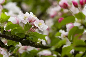 Malus hybr. 'Butterball' 6/ 8 HO BW - afbeelding 4