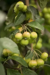 malus hybr. 'golden hornet' 10/12 - afbeelding 5