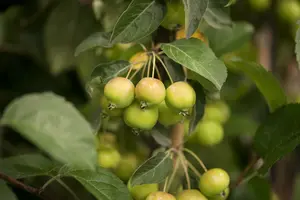 malus hybr. 'golden hornet' 10/12 - afbeelding 2