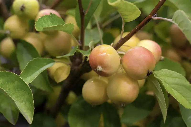 malus hybr. 'golden hornet' 10/12 - afbeelding 3