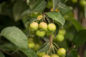 Malus hybr. 'Golden Hornet' STAM/120 C10 - afbeelding 2
