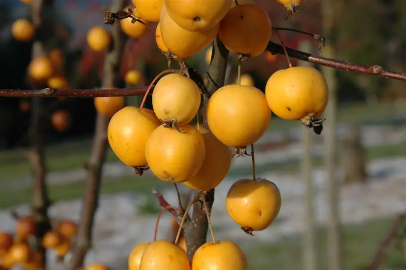 Malus hybr. 'Golden Hornet' STAM/120 C10 - afbeelding 4