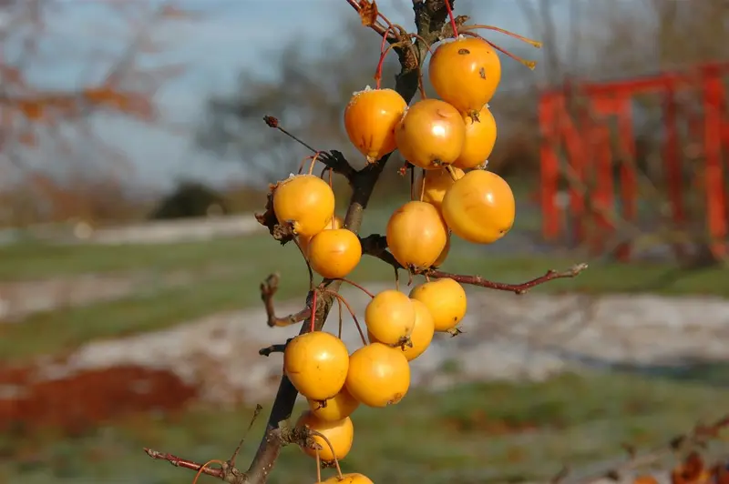 Malus hybr. 'Golden Hornet' STAM/120 C10 - afbeelding 5