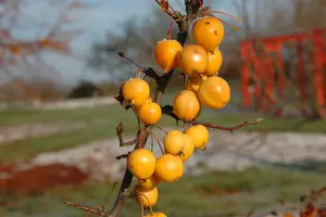 Malus hybr. 'Golden Hornet' STAM/120 C10 - afbeelding 5