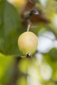malus hybr. 'john downie' 10/12 - afbeelding 3