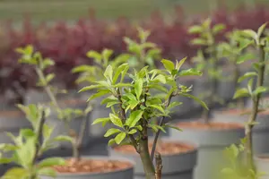 Malus hybr. 'John Downie' 14/16 HO C - afbeelding 3