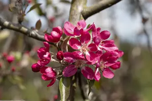 malus hybr. 'mokum' (HOcm)