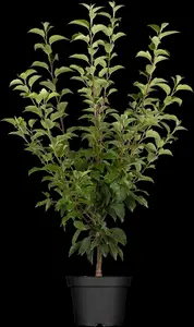 malus hybr. 'perpetu'® ('evereste'®) 18/20 DKL VRGL - afbeelding 5