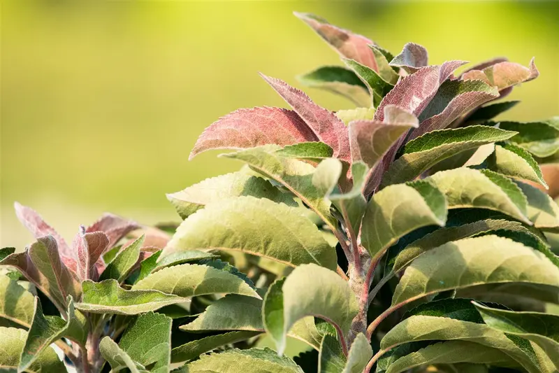 Malus hybr. 'Perpetu'®  ('evereste'®) 18/20 HO C