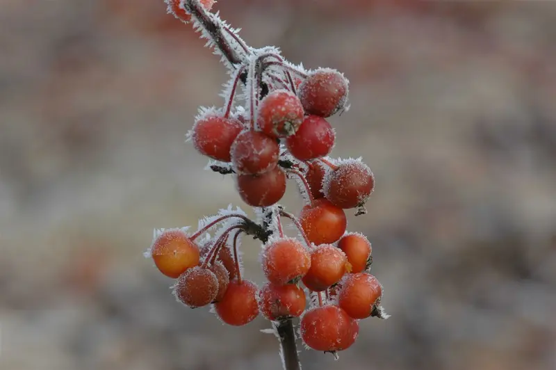 Malus hybr. 'Perpetu'®  ('evereste'®) 200-250   C35 - afbeelding 2