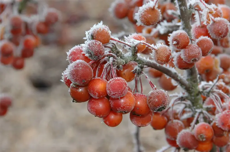 Malus hybr. 'Perpetu'®  ('evereste'®) 200-250   C35 - afbeelding 5