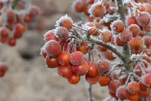 Malus hybr. 'Perpetu'®  ('evereste'®) 200-250   C35 - afbeelding 5