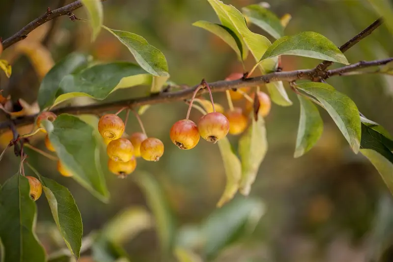 Malus hybr. 'Perpetu'®  ('evereste'®) 8/10 HO BW VRGL - afbeelding 1