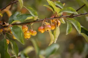 Malus hybr. 'Perpetu'® ('evereste'®) 8/10 HO BW VRGL