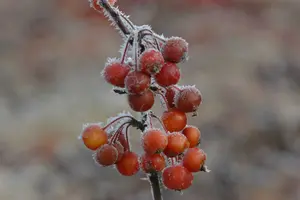 Malus hybr. 'Perpetu'®  ('evereste'®) 8/10 HO BW VRGL - afbeelding 2