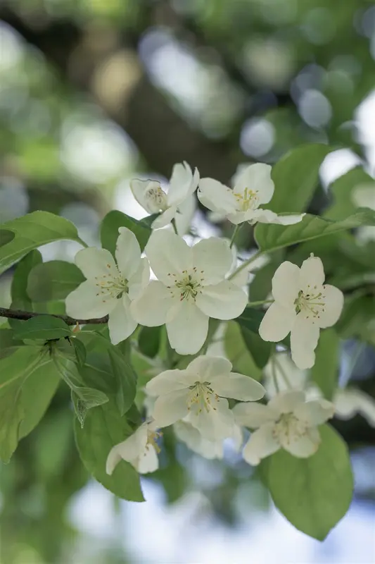 malus hybr. 'prof. sprenger' (HOcm) - afbeelding 1
