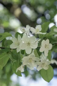 malus hybr. 'prof. sprenger' (HOcm) - afbeelding 2