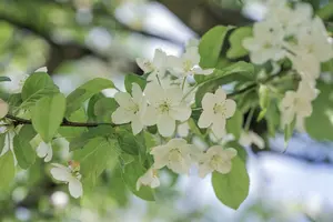 malus hybr. 'prof. sprenger' (HOcm) - afbeelding 2