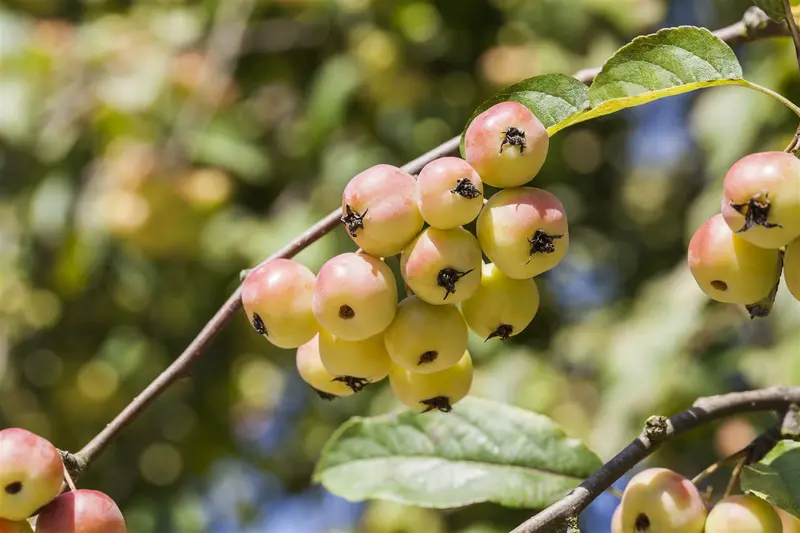Malus hybr. 'Red Sentinel' 100-125   C12 - afbeelding 4