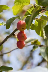 malus hybr. 'red sentinel' 12/14 - afbeelding 4
