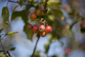 malus hybr. 'red sentinel' 12/14 - afbeelding 2
