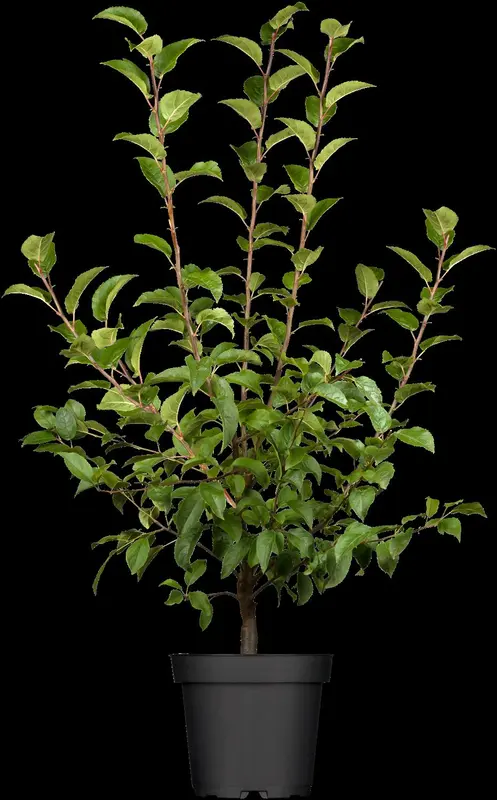 malus hybr. 'red sentinel' 12/14 - afbeelding 1