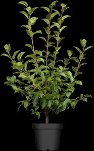 malus hybr. 'red sentinel' 12/14 - afbeelding 5