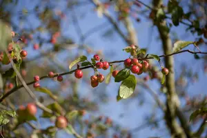 Malus hybr. 'Red Sentinel' 150-175   C35 MRST - afbeelding 2
