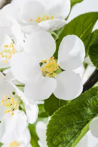 malus hybr. 'red sentinel' (200-250 cm) - afbeelding 5