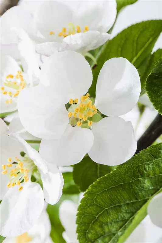 Malus hybr. 'Red Sentinel' 8/10 HO BW VRGL - afbeelding 4