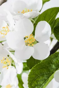 Malus hybr. 'Red Sentinel' 8/10 HO C - afbeelding 4