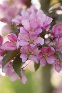 Malus hybr. 'Red Splendor' 10/12 HO C - afbeelding 3