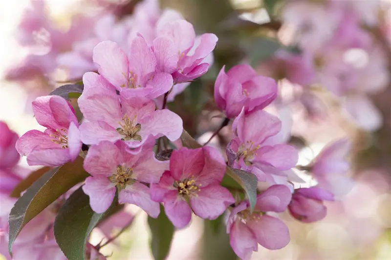 Malus hybr. 'Red Splendor' 10/12 HO C - afbeelding 1