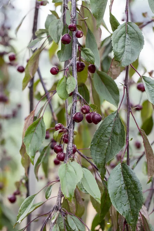 Malus hybr. 'Royal Beauty' 6/ 8 HO C - afbeelding 2