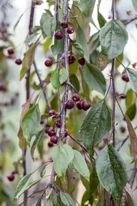 Malus hybr. 'Royal Beauty' 6/ 8 HO C - afbeelding 2