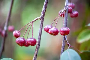 Malus hybr. 'Royal Beauty' 6/ 8 HO C