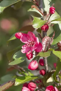 malus hybr. 'royalty' 8/10 - afbeelding 4