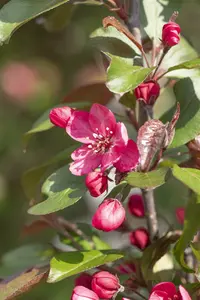 Malus hybr. 'Royalty' STAM/120 C12