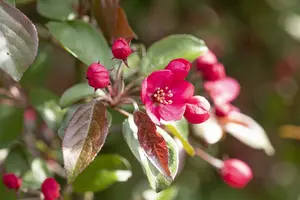 malus hybr. 'rudolph' 6/ 8 - afbeelding 5