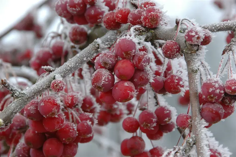 Malus hybr. 'Sugar Tyme' 10/12 HO BW - afbeelding 1