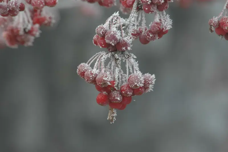 Malus hybr. 'Sugar Tyme' 10/12 HO BW - afbeelding 5