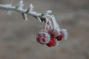 Malus hybr. 'Sugar Tyme' 6/ 8 HO BW - afbeelding 2