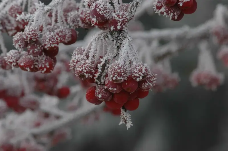 Malus hybr. 'Sugar Tyme' 6/ 8 HO BW - afbeelding 4