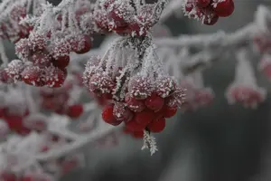 Malus hybr. 'Sugar Tyme' 6/ 8 HO BW - afbeelding 4